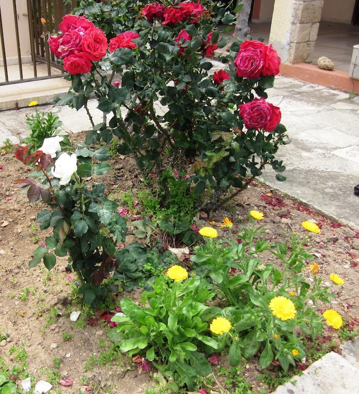 Georgia Hotel apartamentowy Pafos